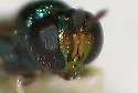 Eprhopalotus hansoni - photo 3