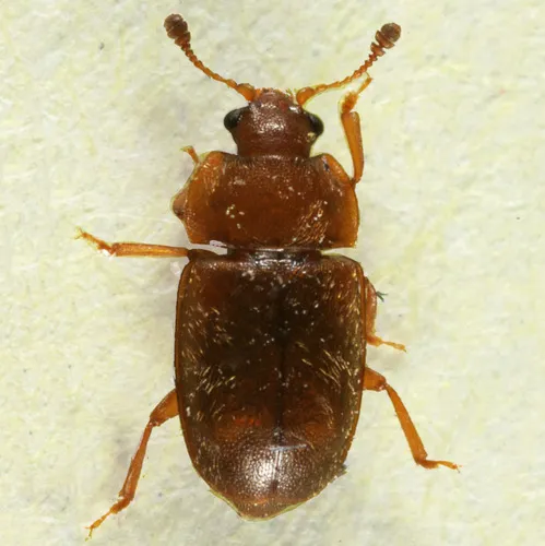 Epuraea aestiva