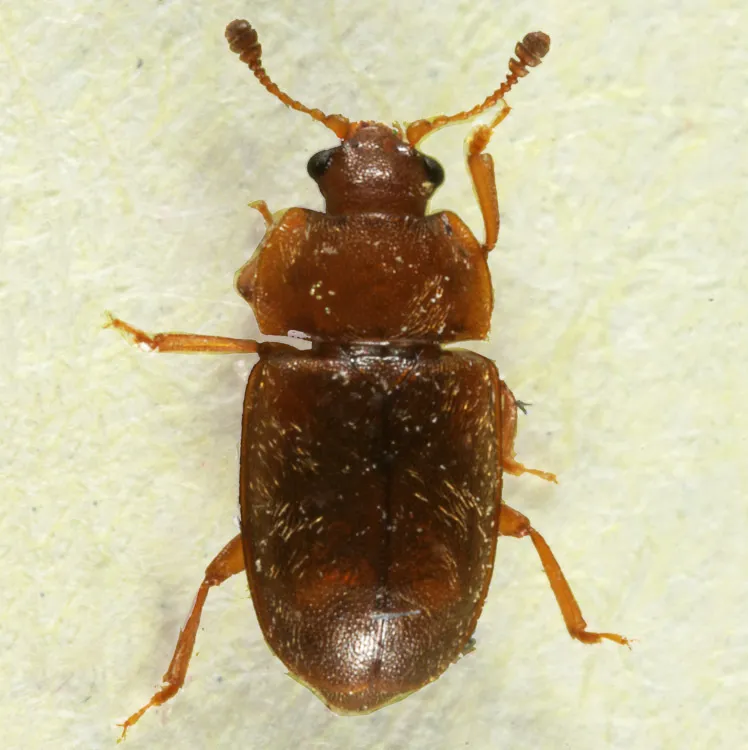 Epuraea aestiva - photo 2