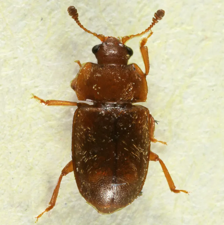 Epuraea aestiva - photo 3