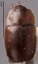 Epuraea alternans