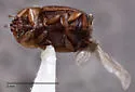 Epuraea alternans - photo 2