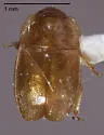 Epuraea alternans - photo 3