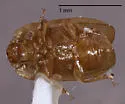 Epuraea alternans - photo 4