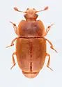 Epuraea alternata