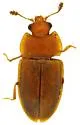 Epuraea ambigua