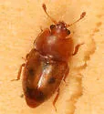 Epuraea avara