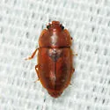 Epuraea avara - photo 2