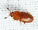 Epuraea avara - photo 3