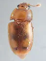 Epuraea avara - photo 4