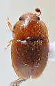 Epuraea cf-helvola