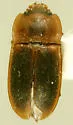 Epuraea cf-pygmaea