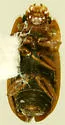 Epuraea cf-pygmaea - photo 2