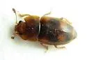 Epuraea corticina