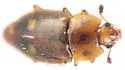Epuraea corticina - photo 2