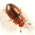 Epuraea corticina - photo 4