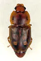 Epuraea corticina - photo 5