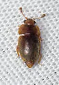 Epuraea eximia