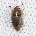 Epuraea eximia - photo 3