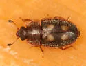 Epuraea flavomaculata