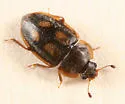 Epuraea flavomaculata - photo 2