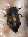 Epuraea flavomaculata - photo 3