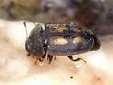 Epuraea flavomaculata - photo 4