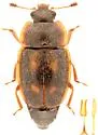 Epuraea flavomaculata - photo 5