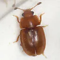 Epuraea helvola - Epuraea helvola