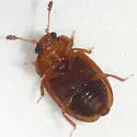 Epuraea helvola - photo 2