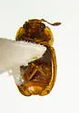 Epuraea helvola - photo 5