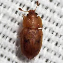 Epuraea lengi - Epuraea lengi