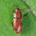 Epuraea linearis - photo 2