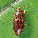 Epuraea linearis - photo 3