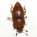Pineapple Sap Beetle - photo 2