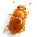 Pineapple Sap Beetle - photo 3