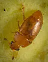 Pineapple Sap Beetle - photo 4