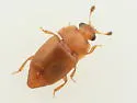Pineapple Sap Beetle - photo 5