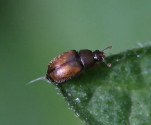 Epuraea melanocephala - Epuraea melanocephala