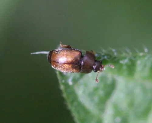 Epuraea melanocephala - photo 2