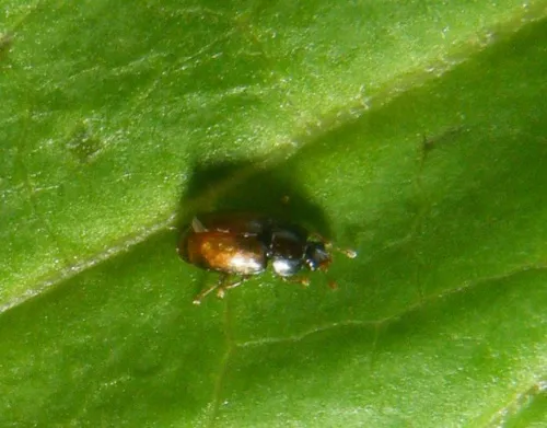 Epuraea melanocephala - photo 3