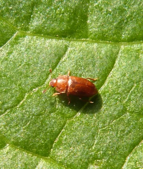 Epuraea melina - Epuraea melina