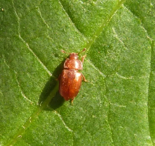 Epuraea melina - photo 2
