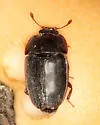Epuraea monogama - photo 3