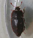 Epuraea monogama - photo 4