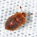 Epuraea nearctica - photo 2