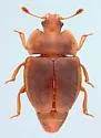Epuraea nearctica - photo 3