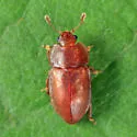 Epuraea obliqua