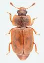 Epuraea obliqua - photo 2