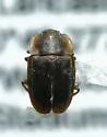 Epuraea obtusicollis - photo 2